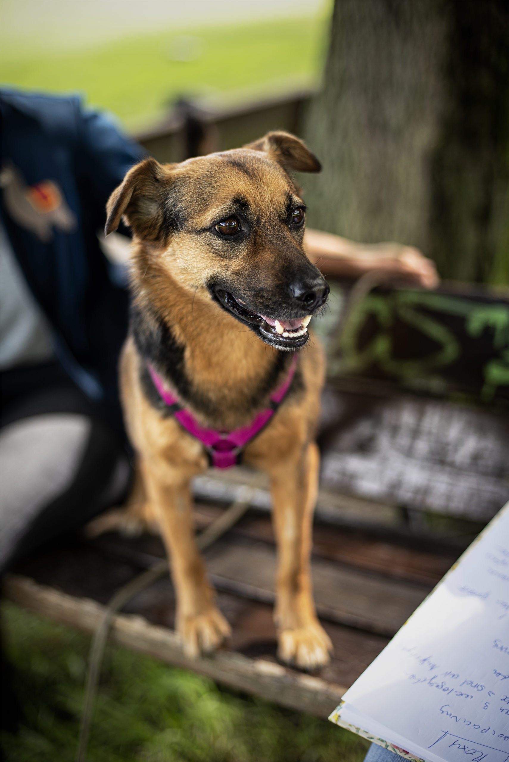 Mit Cani F.A.I.R betreibt die Krefelderin Roxy Motté eine Hunderettung, die verwahrlosten Tieren aus dem Europäischen Ausland ein neues Zuhause vermittelt.