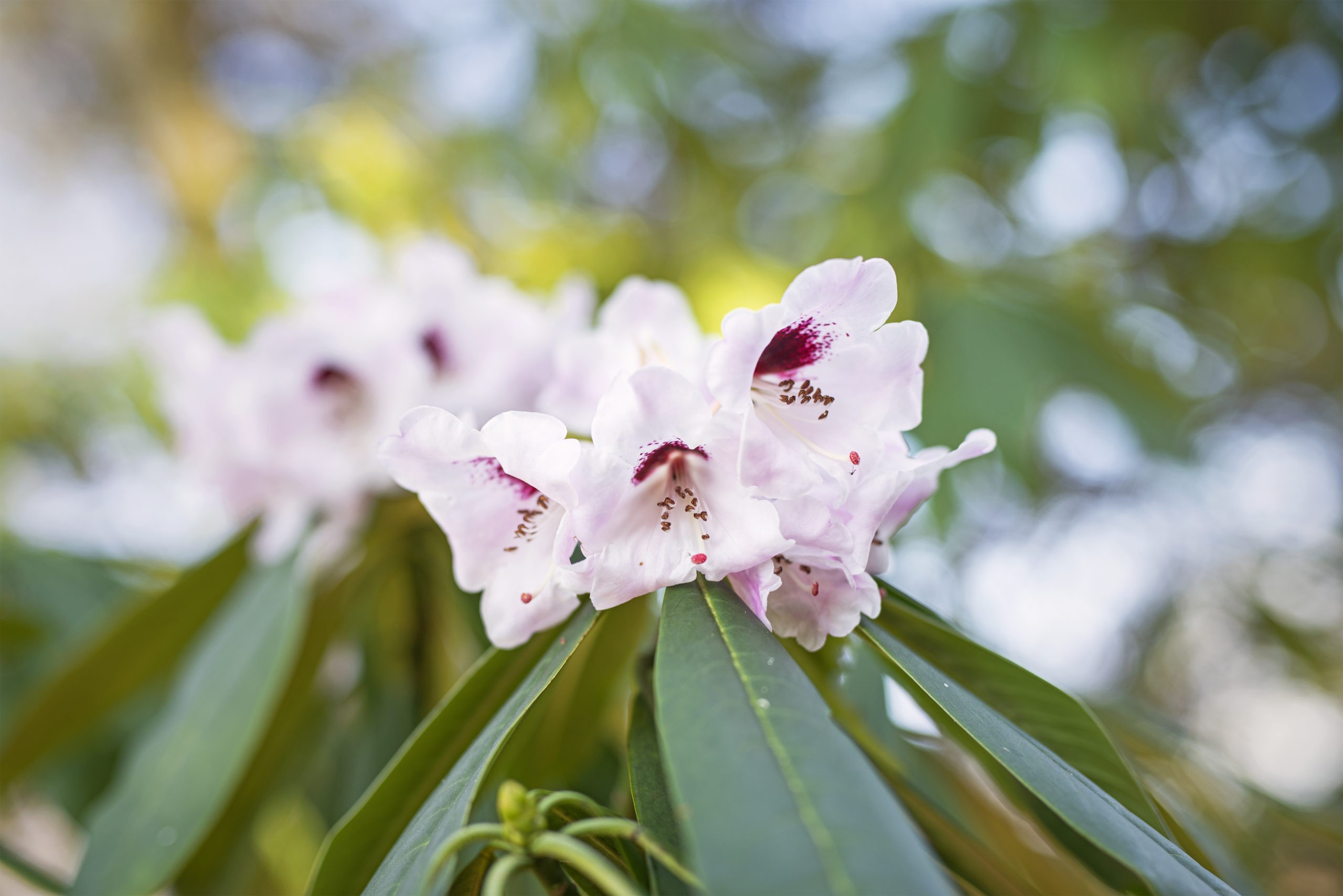 Heimannshof_Das_blühende_Kleinod_am_Rande_von_Krefeld_rosa_Blumen