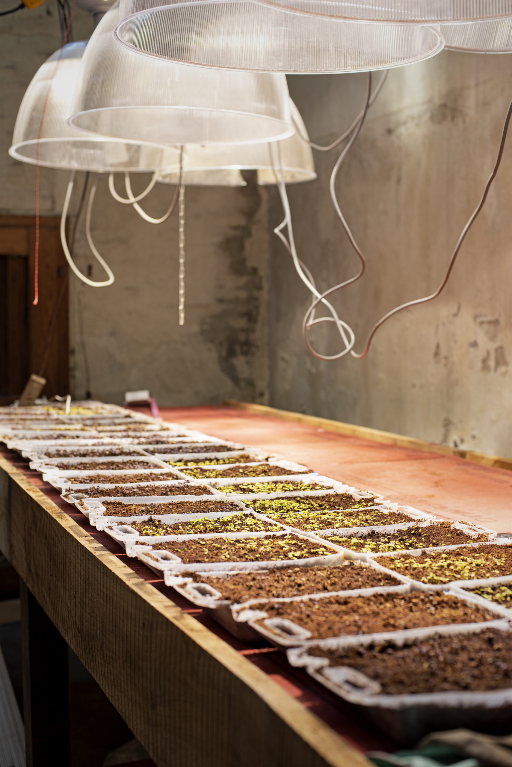 Für den Marktverkauf wird schon fleißig Pflanzgut gezüchtet