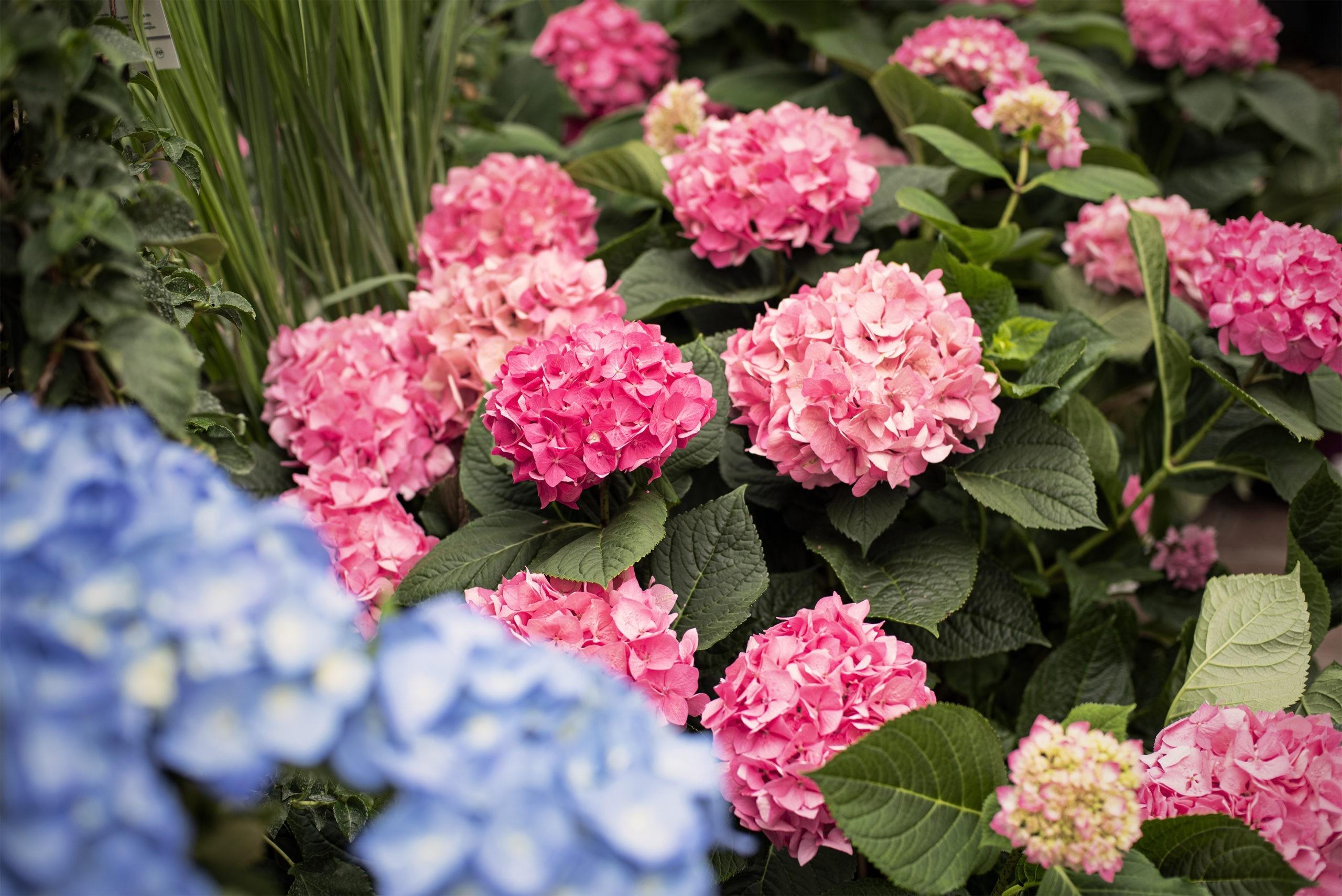 Gartencenter Schlößer