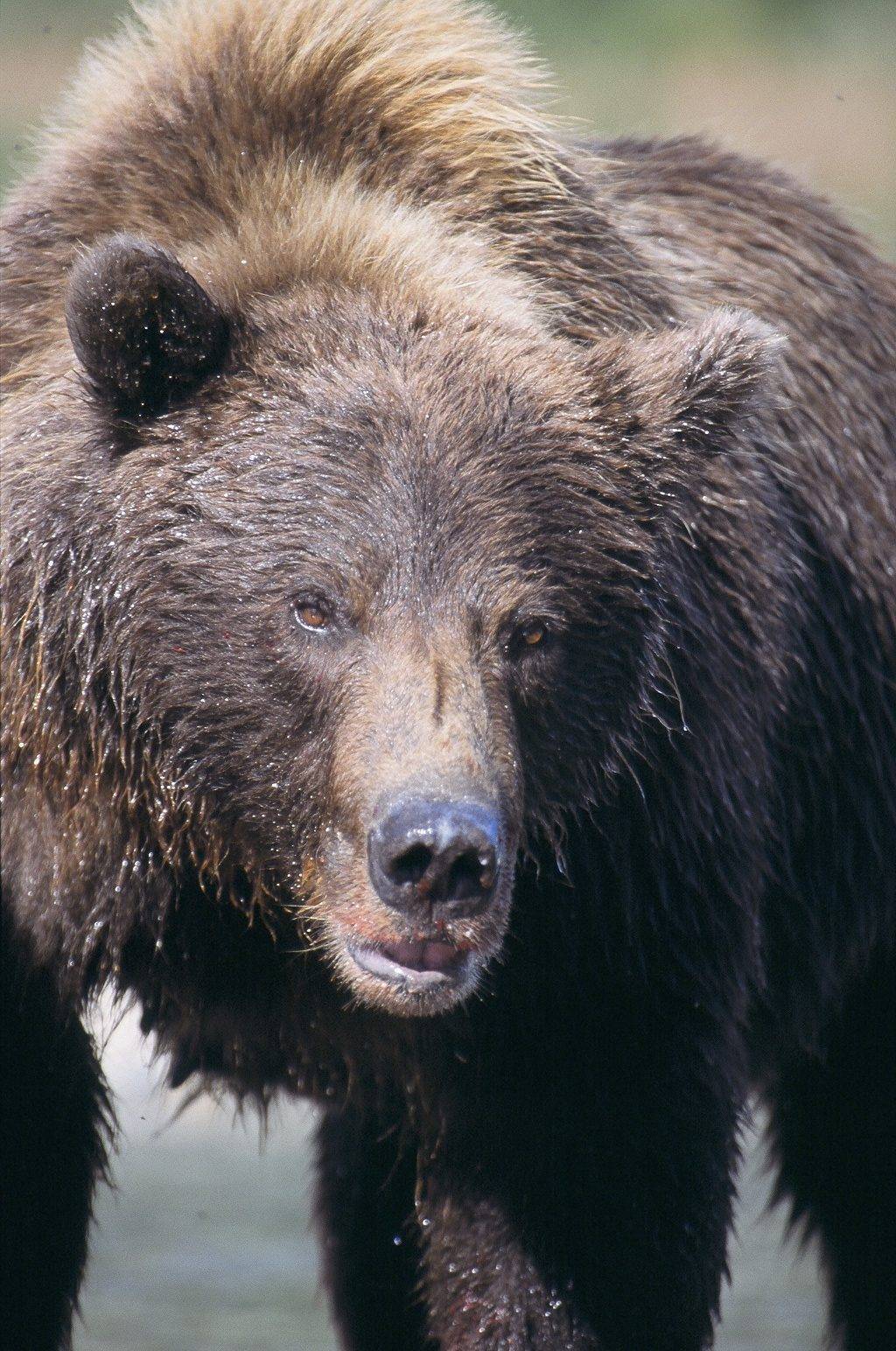 Abenteuer_Yukon–Mit_Kind_durchs_wilde_Kanada_Bär